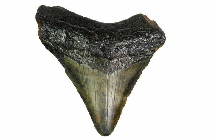 Bargain, Megalodon Tooth - North Carolina #152822
